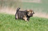DOGUE DU TIBET 278